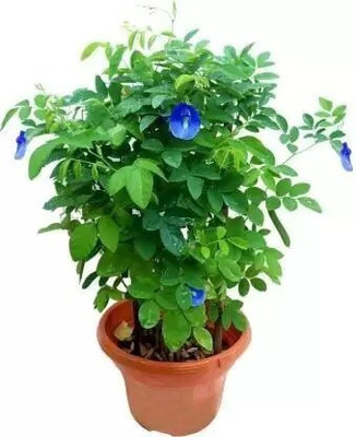 GreenyOn Aparajita/ Butterfly Pea Plant(Hybrid, Pack of 1)