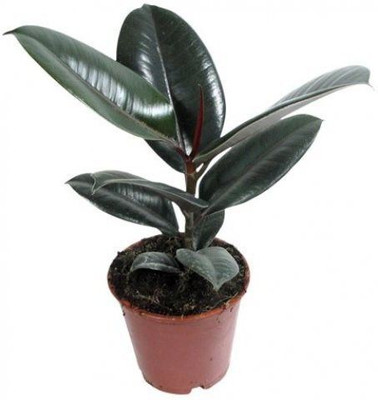 rimi Rubber Tree(Hybrid, Pack of 1)