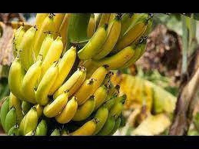 greenplanthub Banana Plant(Hybrid, Pack of 1)