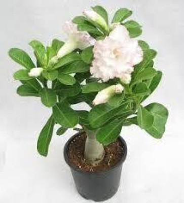 Cloud Farm Adenium Plant(Hybrid, Pack of 1)