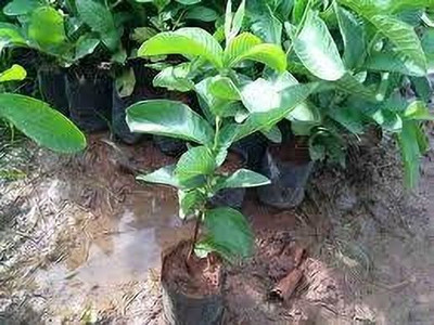rimi Guava Plant(Hybrid, Pack of 1)