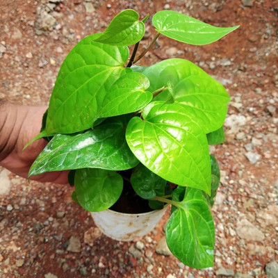 pomgardening Betel Leaf Plant(Hybrid, Pack of 1)