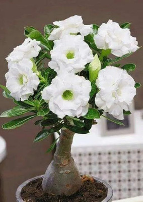 CRGO ADENIUM Seed(75 per packet)