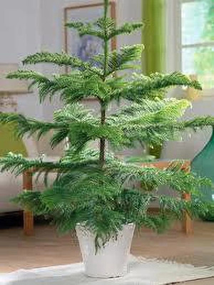 SHREYAGREEN Christmas Tree Plant(Hybrid, Pack of 1)