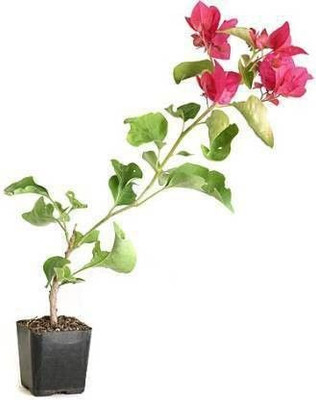KUMUBON Baugainvillea Plant(Hybrid, Pack of 1)