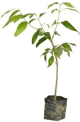 SHREYAGREEN Bay Leaf Plant(Hybrid, Pack of 1)