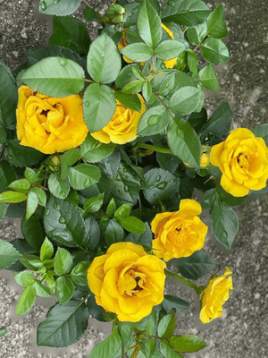 FUEGOASIS Rose Plant(Hybrid, Pack of 1)