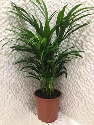 Oxygreenplant Areca Plam(Hybrid, Pack of 1)