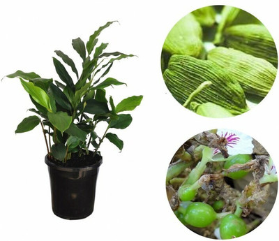 Oxygreenplant Elaichi/Cardamom Plant(Hybrid, Pack of 1)