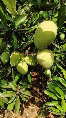 Bakuchi Mango Plant(Hybrid, Pack of 1)