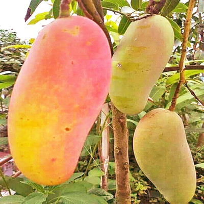 Aquinnah Mango Plant(Hybrid, Pack of 1)
