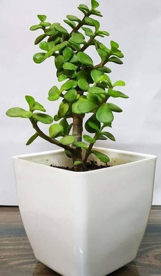 Agrawbic Jade Plant(Hybrid, Pack of 1)