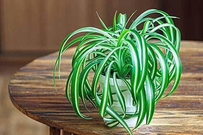 rimi Spider Plant(Hybrid, Pack of 1)