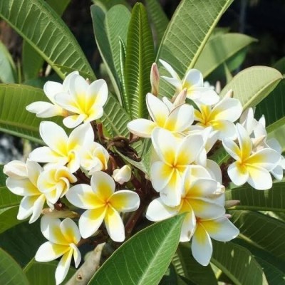 MAITRA AND SONS Plumeria Plant(Hybrid, Pack of 1)