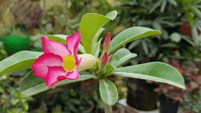 rimi Adenium Plant(Hybrid, Pack of 1)