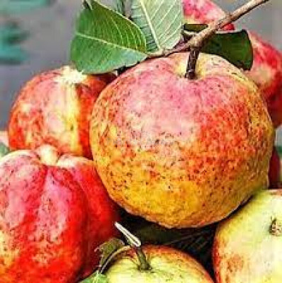 the green dotcom Guava Plant(Hybrid, Pack of 1)