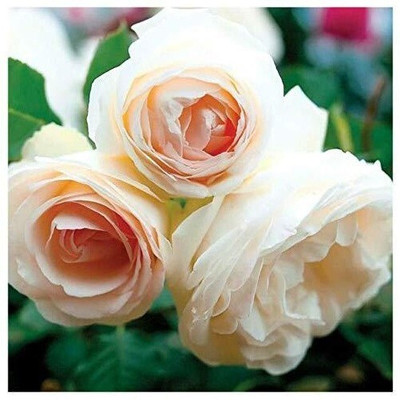 SSPLANTS Rose Plant(Pack of 1)