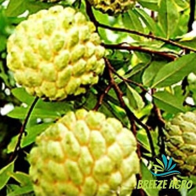 Greenery Nursery Custard Apple Plant(Hybrid, Pack of 1)