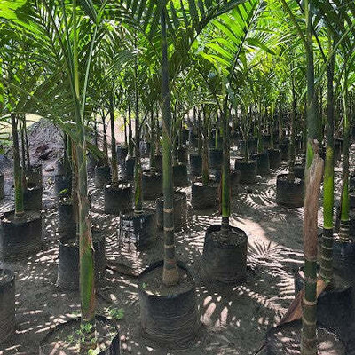 ALOCHUZ Betel Nut/Supari Plant(Hybrid, Pack of 1)