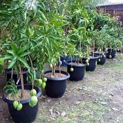 ARYAN EVERGREEN Mango Plant(Hybrid, Pack of 1)