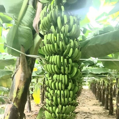 Greenery Nursery Banana Plant(Hybrid, Pack of 1)