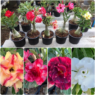 greenhousestore Adenium Plant(Hybrid, Pack of 5)