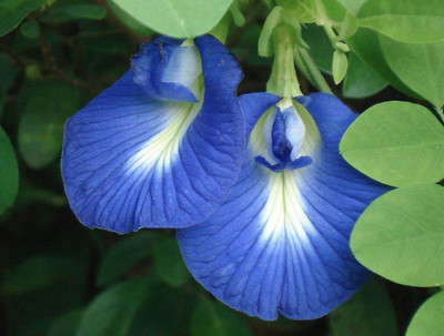 Bakuchi Aparajita/ Butterfly Pea Plant(Hybrid, Pack of 1)