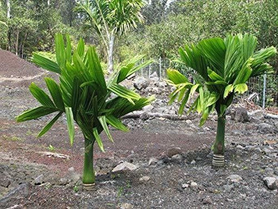 Aquinnah Betel Nut/Supari Plant(Hybrid, Pack of 1)