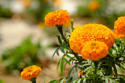 clause marigold/gende ka phool flower seeds Seed(50 per packet)
