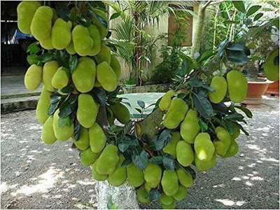 PB REBA PLANT Jackfruit Plant(Hybrid, Pack of 1)
