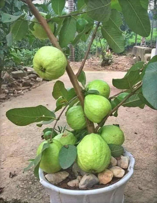 greenhousestore Guava Plant(Hybrid, Pack of 1)