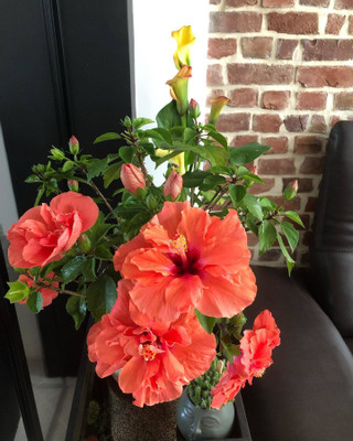 the green dotcom Hibiscus Plant(Hybrid, Pack of 1)