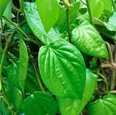 Bakuchi Betel Leaf Plant(Hybrid, Pack of 1)