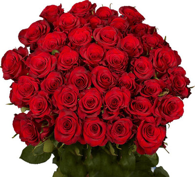FSK Rose Plant(Hybrid, Pack of 1)