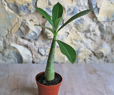 Bakuchi Adenium Plant(Hybrid, Pack of 1)