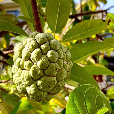 Bakuchi Custard Apple Plant(Hybrid, Pack of 1)