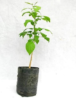 Bakuchi Bel Plant(Hybrid, Pack of 1)