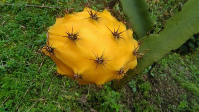 Bakuchi Dragon Tree(Hybrid, Pack of 1)