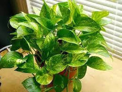 MAITRA AND SONS Money Plant(Hybrid, Pack of 1)