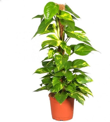 FSK Money Plant(Hybrid, Pack of 1)