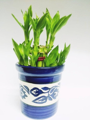 ARYAN EVERGREEN Two Layer Bamboo Plant(Hybrid, Pack of 1)