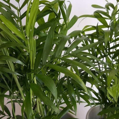 Oxygreenplant Areca Plam(Hybrid, Pack of 1)