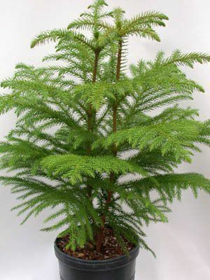 MAMONI TRADERS Christmas Tree Plant(Hybrid, Pack of 1)