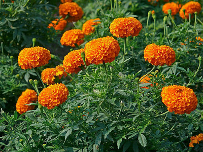 AGRYSO marigold,gende ka phool seeds Seed(20 per packet)