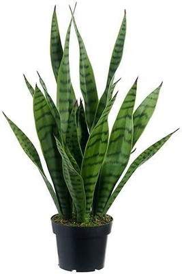 AGRODUCTD Snake Plant(Hybrid, Pack of 1)