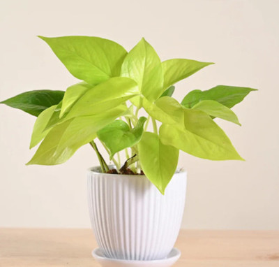 GrowBunny Money Plant(Pack of 1)