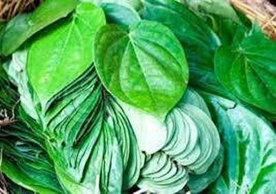 rimi Betel Leaf Plant(Hybrid, Pack of 1)