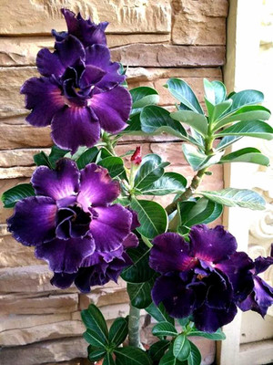 Bakuchi Adenium Plant(Hybrid, Pack of 1)