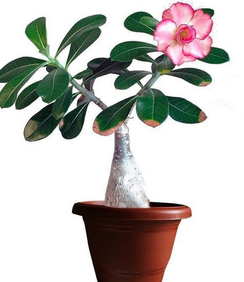 KrishnaNursery Adenium Plant(Pack of 1)