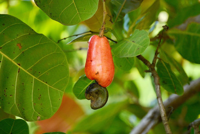 Platone Cashew Plant(Hybrid, Pack of 1)